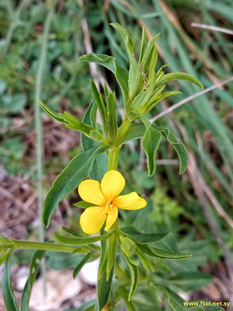 Linum nodiflorum L.